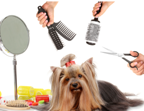 How to Groom Long-Haired Dogs at Home